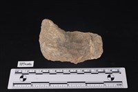 藏品(貝殼)的圖片