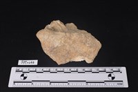 藏品(貝殼)的圖片