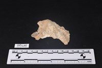 藏品(貝殼)的圖片