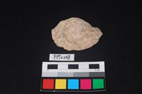 藏品(貝殼)的圖片