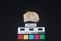 藏品(貝殼)的圖片