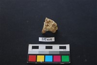 藏品(鹿骨)的圖片