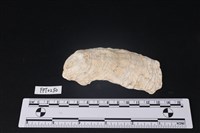 藏品(貝殼)的圖片