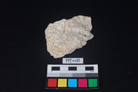 藏品(貝殼)的圖片