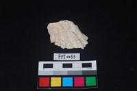 藏品(貝殼)的圖片