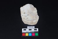 藏品(貝殼)的圖片