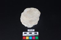 藏品(貝殼)的圖片