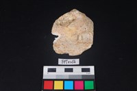 藏品(貝殼)的圖片