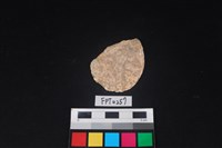 藏品(貝殼)的圖片