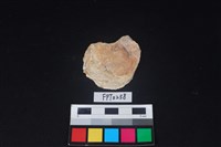 藏品(貝殼)的圖片