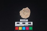 藏品(貝殼)的圖片