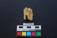 藏品(鹿骨)的圖片