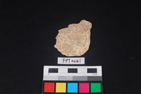 藏品(貝殼)的圖片