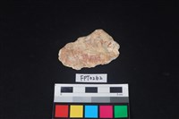 藏品(貝殼)的圖片