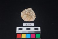 藏品(貝殼)的圖片