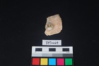 藏品(貝殼)的圖片