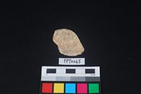 藏品(貝殼)的圖片