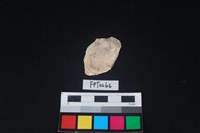 藏品(貝殼)的圖片