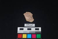 藏品(貝殼)的圖片