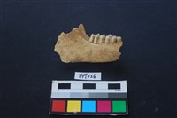 藏品(鹿骨)的圖片