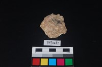 藏品(貝殼)的圖片