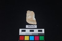 藏品(貝殼)的圖片