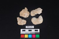 藏品(貝殼)的圖片