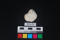 藏品(貝殼)的圖片