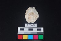 藏品(貝殼)的圖片