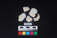 藏品(貝殼)的圖片