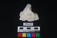 藏品(貝殼)的圖片