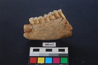 藏品(鹿骨)的圖片