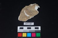 藏品(貝殼)的圖片