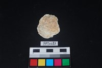 藏品(貝殼)的圖片