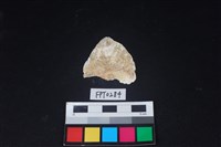 藏品(貝殼)的圖片