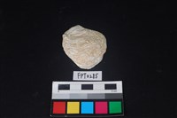 藏品(貝殼)的圖片