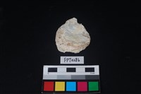 藏品(貝殼)的圖片