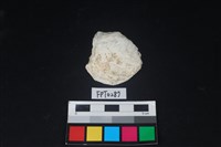 藏品(貝殼)的圖片