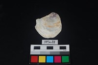 藏品(貝殼)的圖片