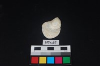 藏品(貝殼)的圖片