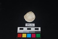 藏品(貝殼)的圖片