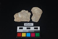 藏品(貝殼)的圖片