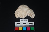 藏品(貝殼)的圖片