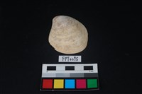 藏品(貝殼)的圖片