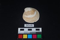 藏品(貝殼)的圖片