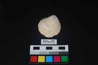 藏品(貝殼)的圖片