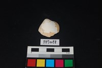 藏品(貝殼)的圖片