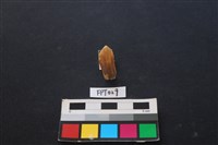 藏品(鹿骨)的圖片