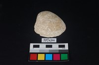 藏品(貝殼)的圖片