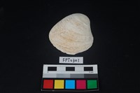 藏品(貝殼)的圖片